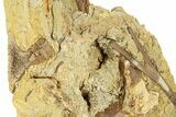 Fossil Dinosaur Bones & Branching Tendon in Sandstone - Wyoming #292624-2